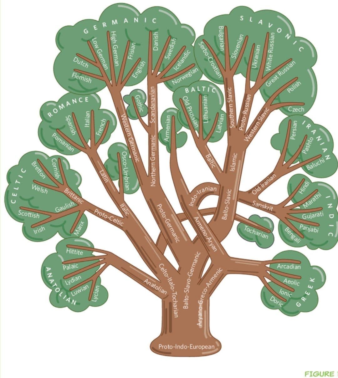 زبان ارثیه‌ی تکامل